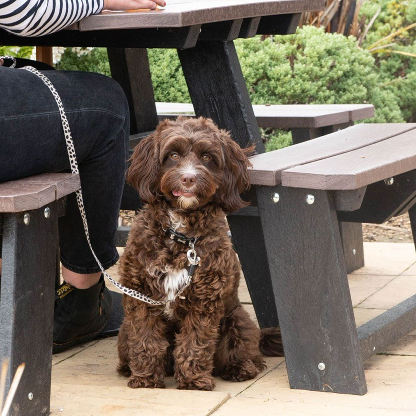 Your local dog friendly pub in Newbridge